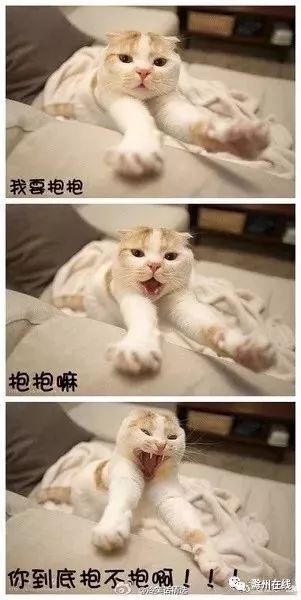 最新笑猫日记，拥抱变化，笑迎知识，自信成就未来之路