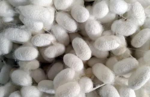 广西蚕茧最新价格及小巷深处的宝藏探秘
