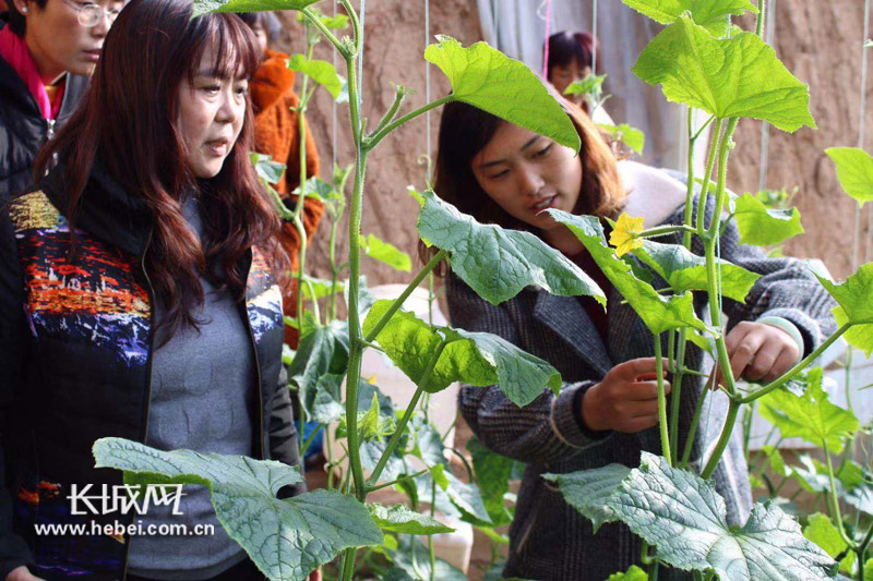 农女殊色最新，种植与装饰农村家园技能提升之道