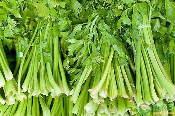 芹菜行情深度分析，市场走势与价格动态解读