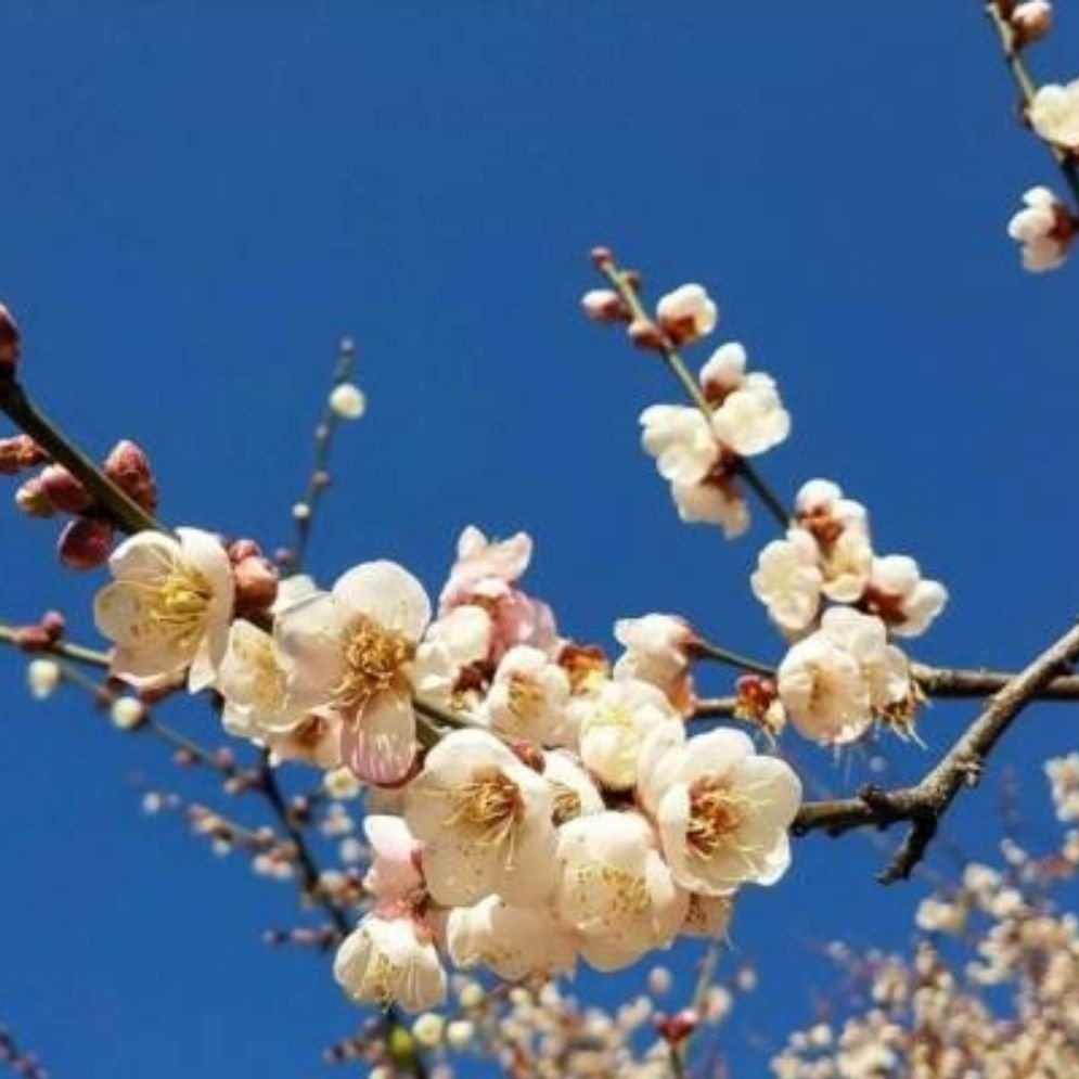 梅花苗价格探寻之旅，一场自然之心的宁静寻觅