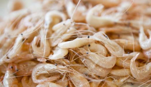 科技揭秘，白虾何时上市？新鲜美味等你来解锁！