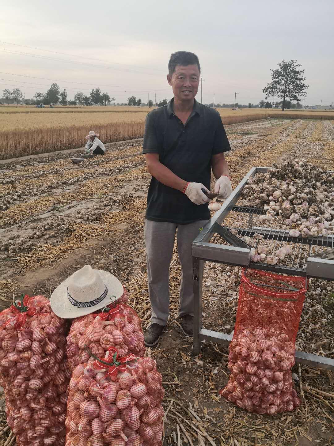河南大蒜最新产地价格揭秘🍤