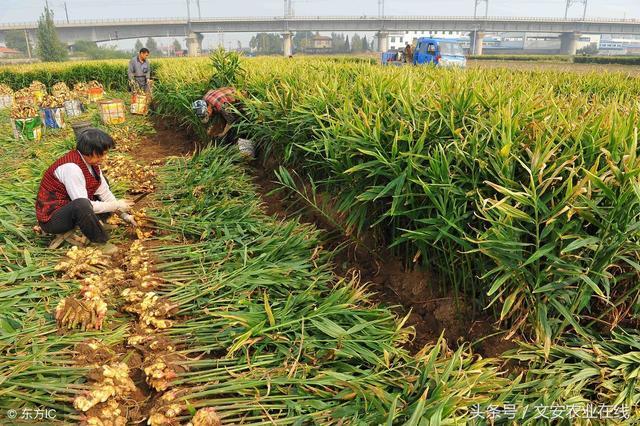 今日大姜最新价格及市场走势深度探析与各方观点综述