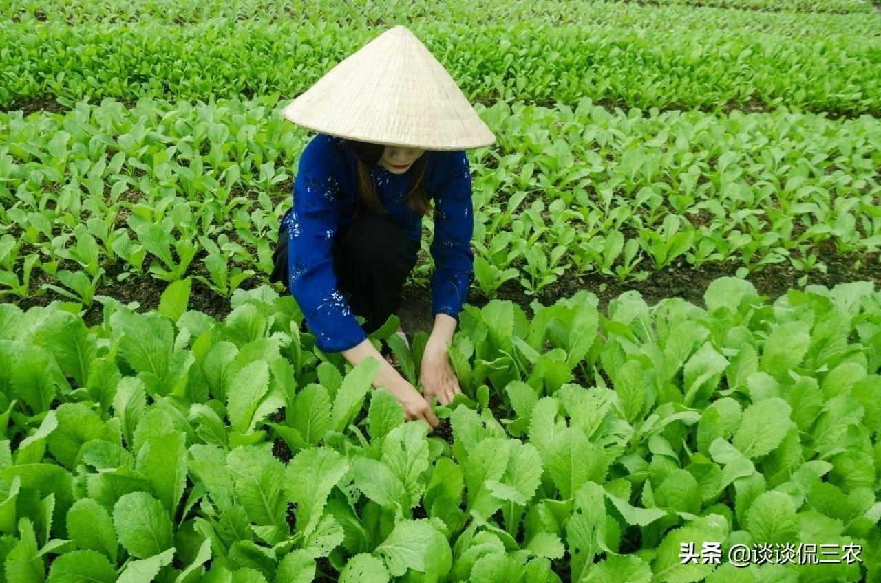 最新虫子，技能或任务的详细步骤指南