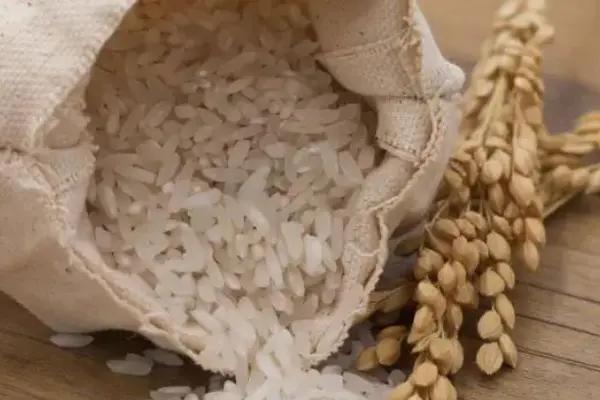 全球粮食生产最新动态及未来展望，最新粮食资讯概览