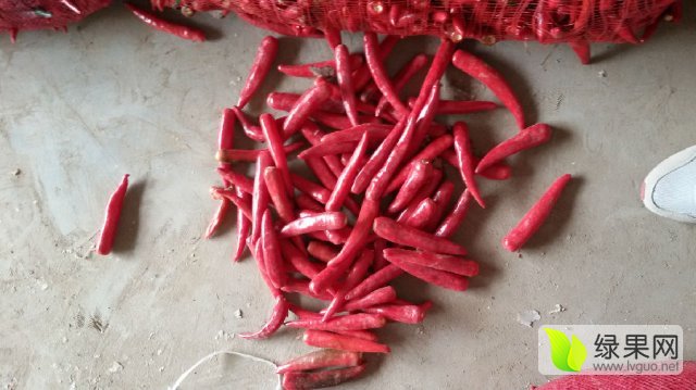 金乡辣椒新纪元，科技重塑味觉盛宴，探索最新价格体验新纪元辣椒风味