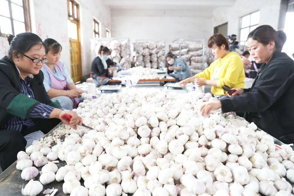 邳州大蒜最新价格行情及分析概述