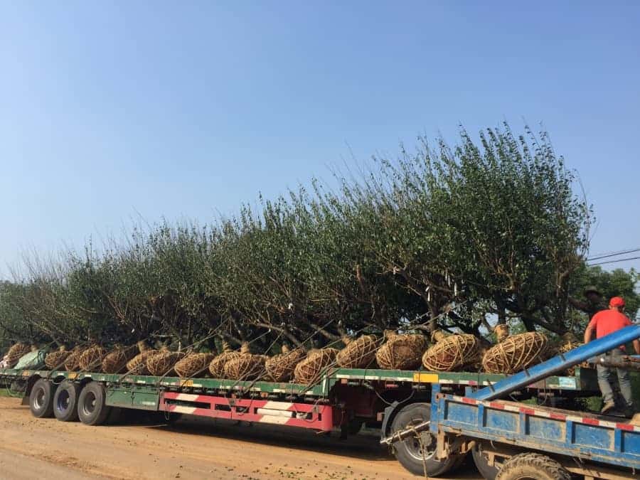 求购苗木最新消息综述，市场动态与观点论述