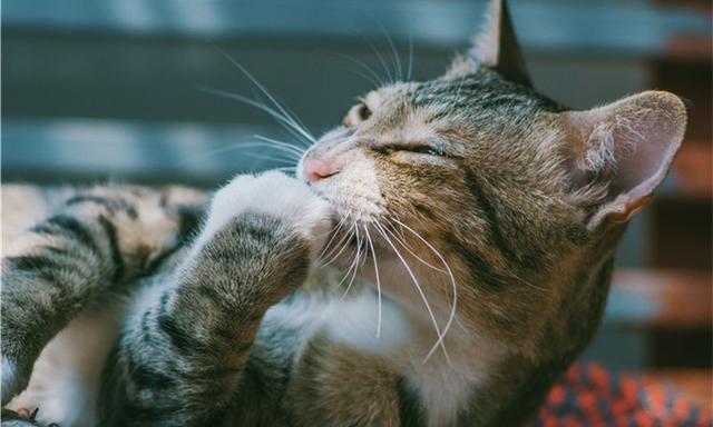 猫咪视频最新破解版，小巷轻舞探秘猫咪世界