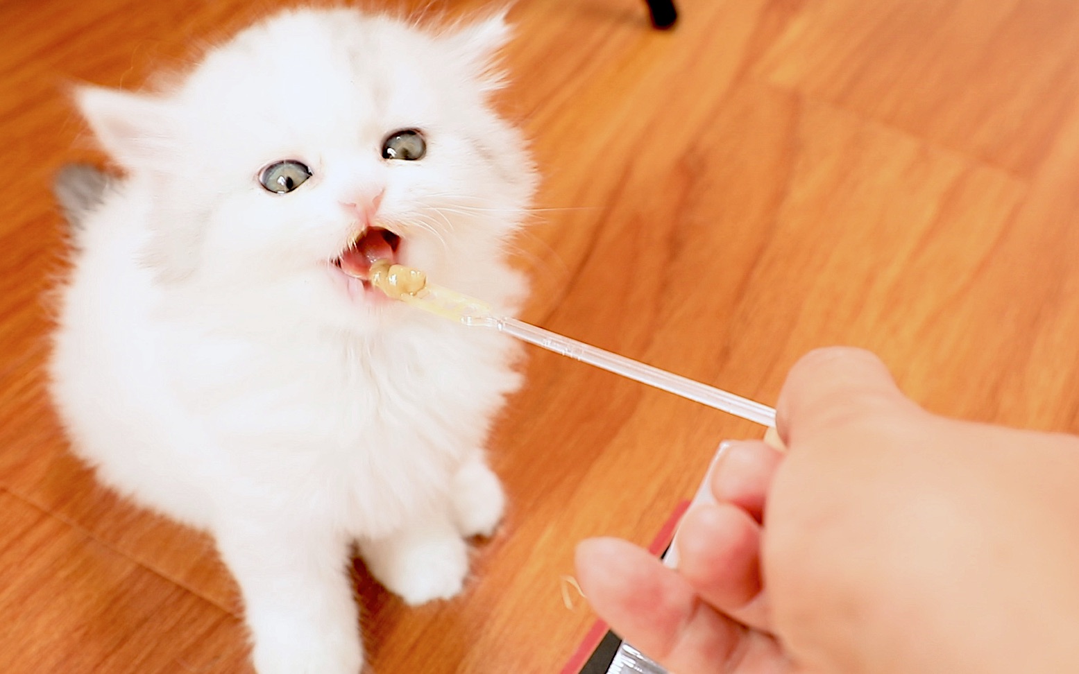 猫咪视频最新破解版详解，步骤指南与操作指南