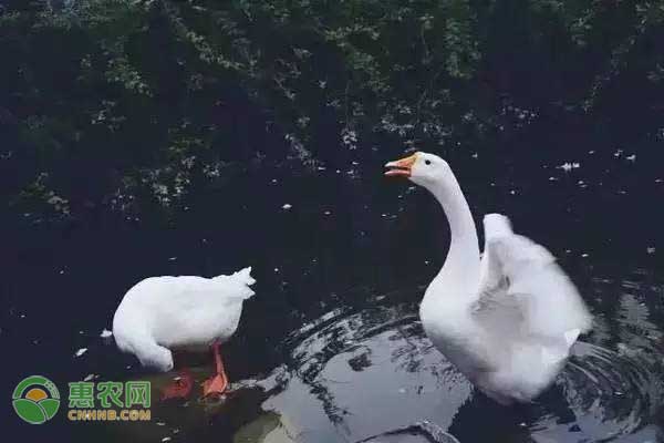 大鹅最新价格行情与小巷美食秘境探索