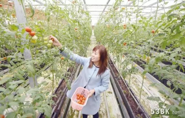 婷婷青青草最新网站，小巷深处的绿色乐园