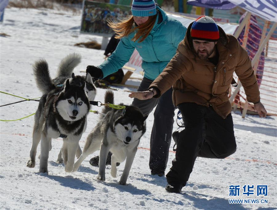 雪地上的速度与激情，狗拉雪橇比赛的励志故事