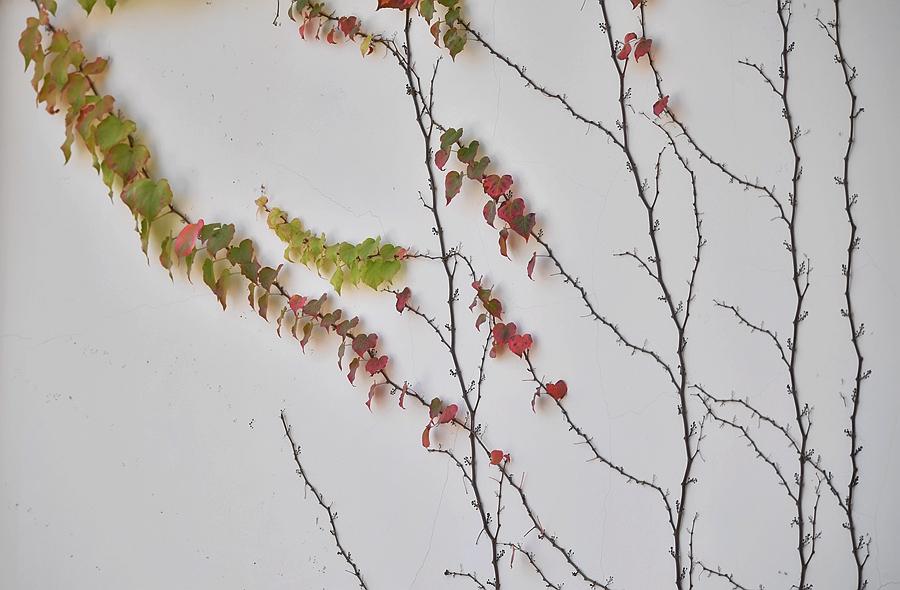 无锡芙蓉山庄最新动态与资讯更新